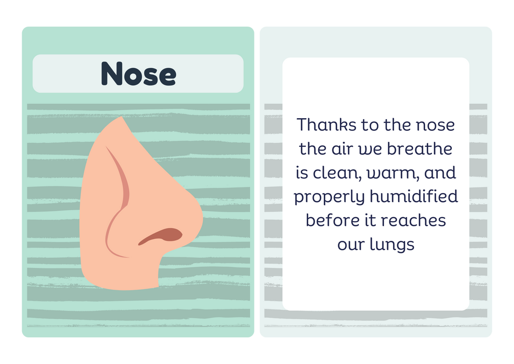 Trachea flash card - front and back