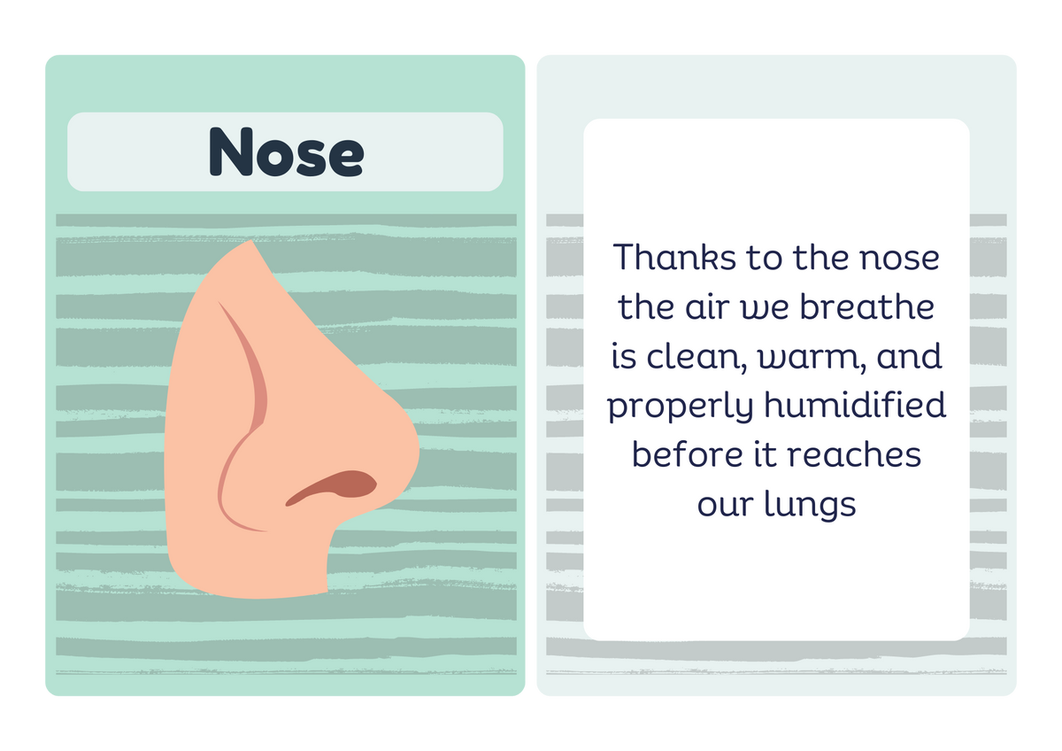 Trachea flash card - front and back