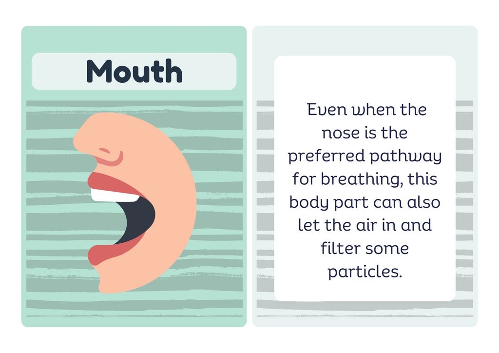 Bronchi flash card - front and back