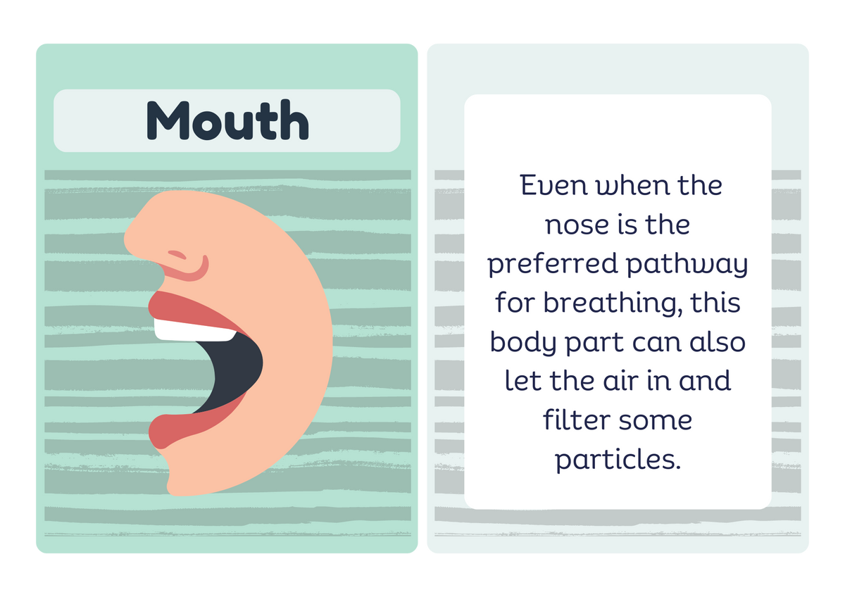 Bronchi flash card - front and back