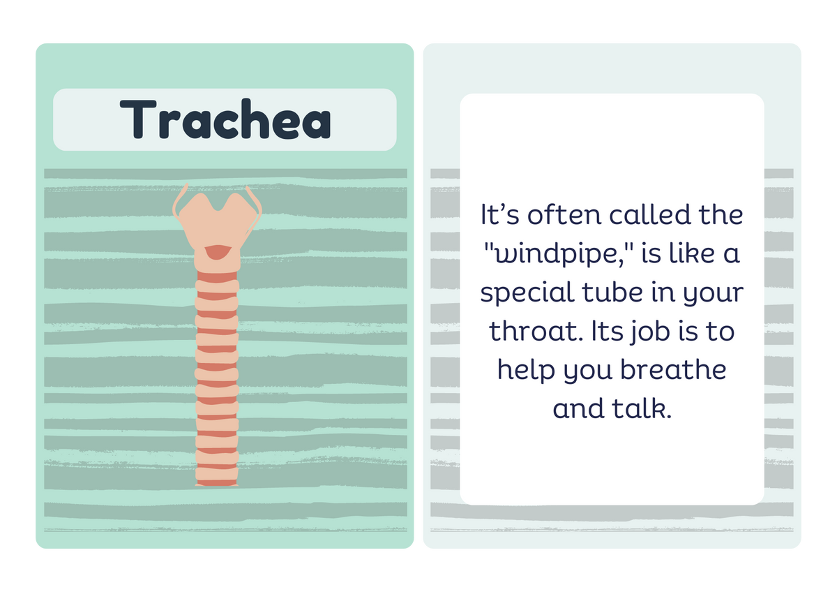 Lungs flash card - front and back