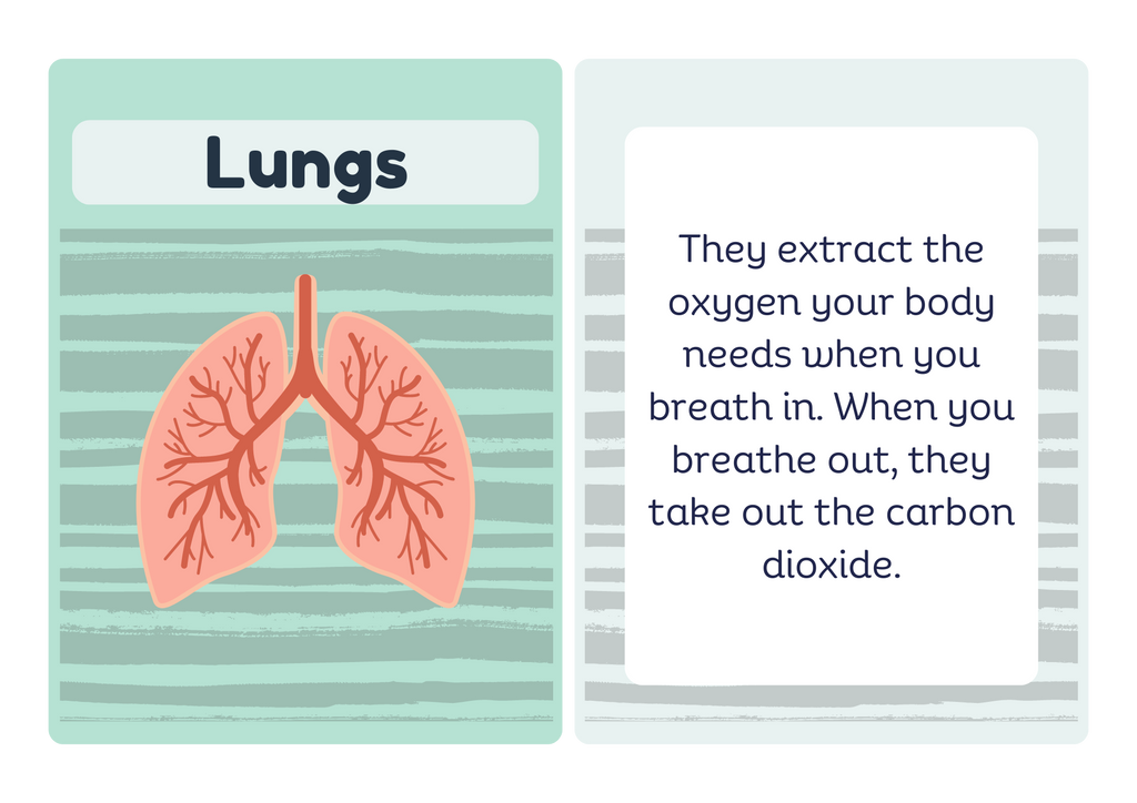 Respiratory system overview flash card