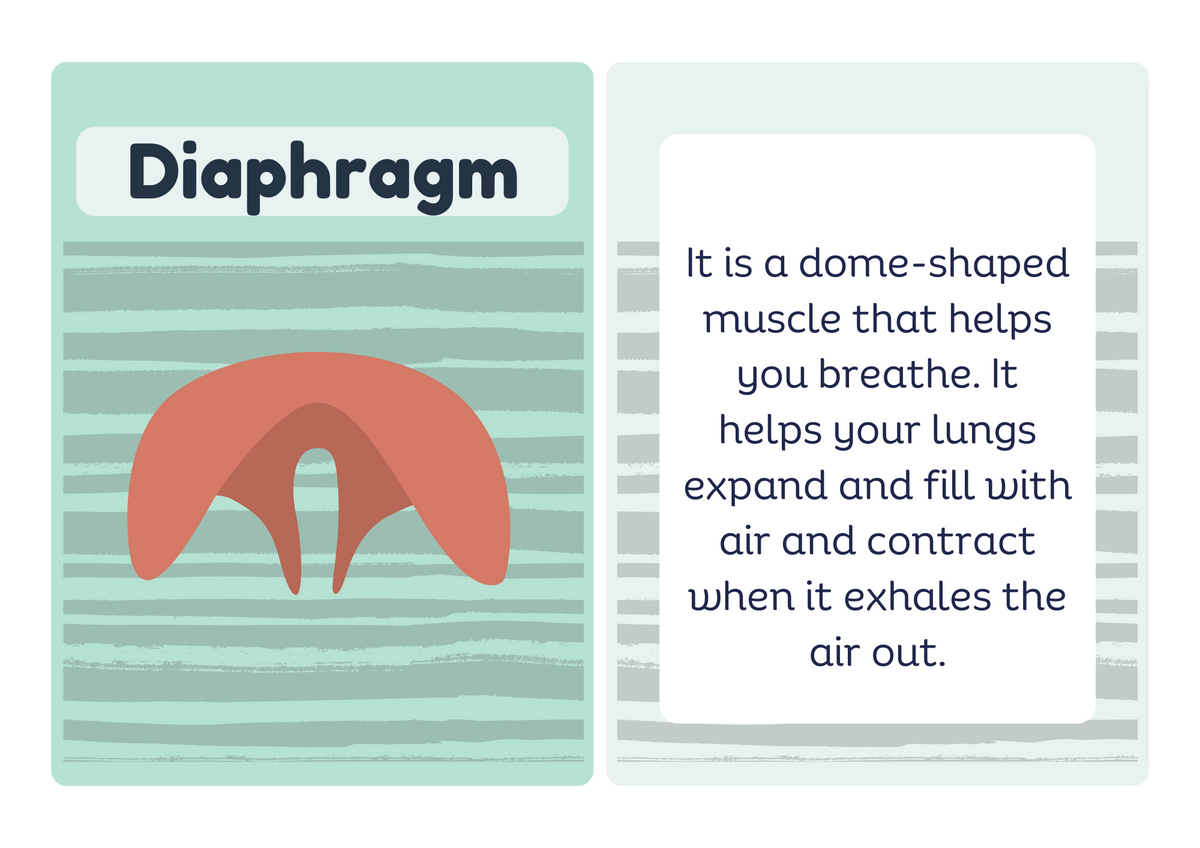 Nose flash card - front and back