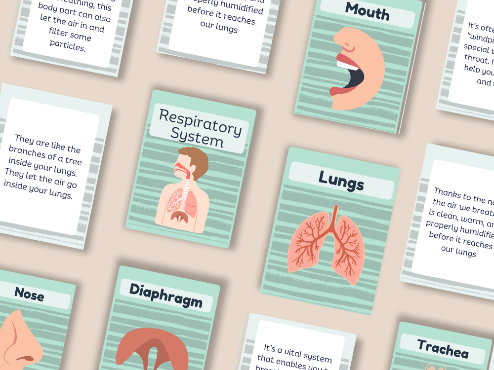 Respiratory system flash cards spread mockup